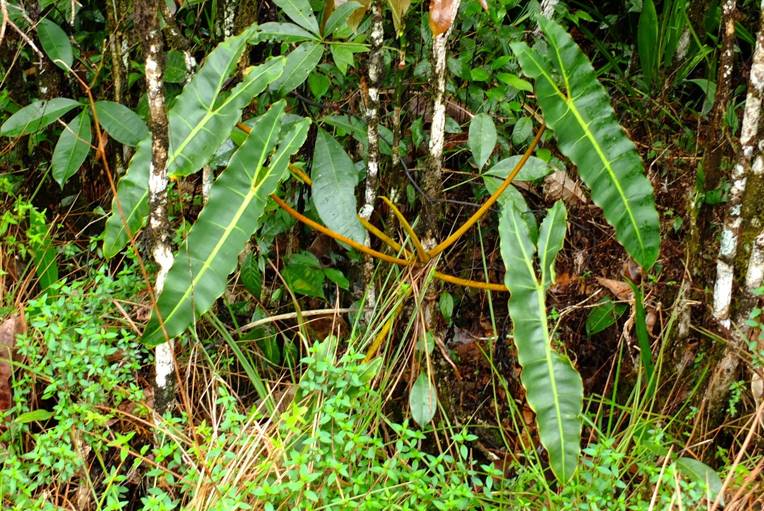 Mature Philodendron billietiae