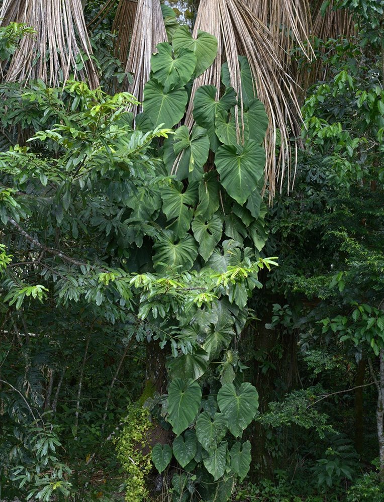 Mature P. brandtianum (Philodendron Brandi)