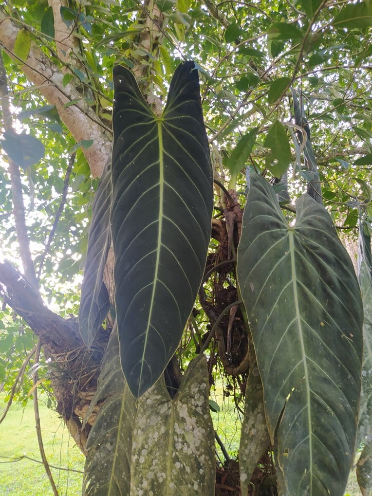 Mature Philodendron melanochrysum