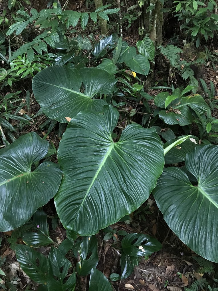 Mature Philodendron ornatum