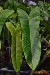 Philodendron Sharoniae Care (San Antonio and Mosquera) - Homes Pursuit