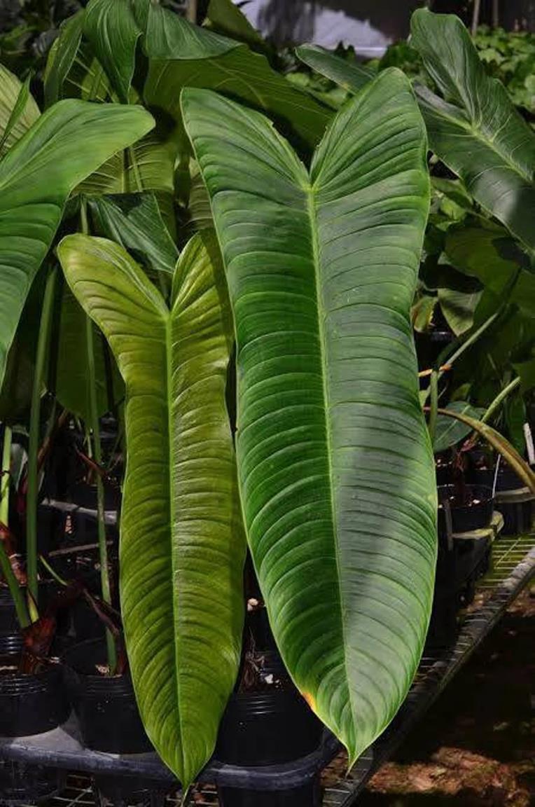 Mature Philodendron sharoniae Mosquera