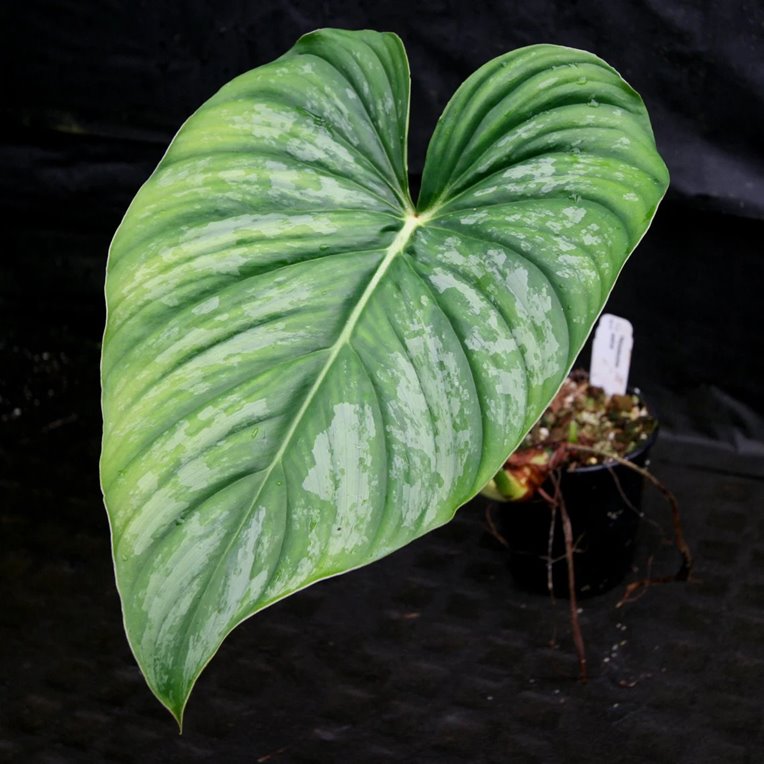 Mature Philodendron sodiroi