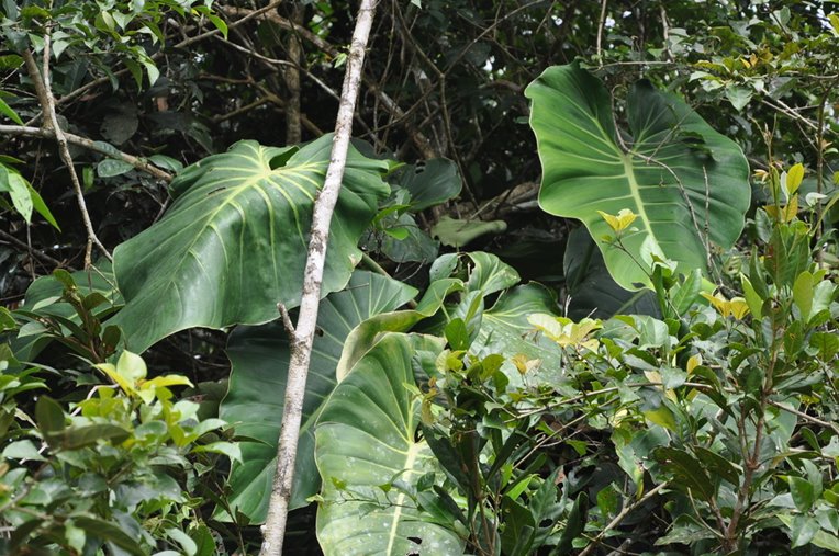 Mature philodendron gigas