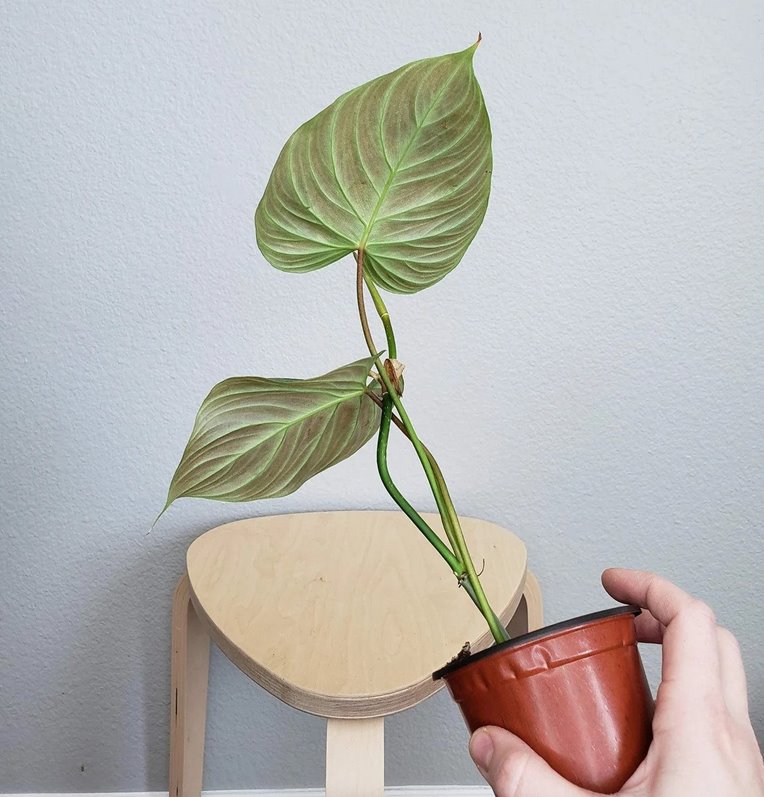 PHILODENDRON MAJESTIC underside