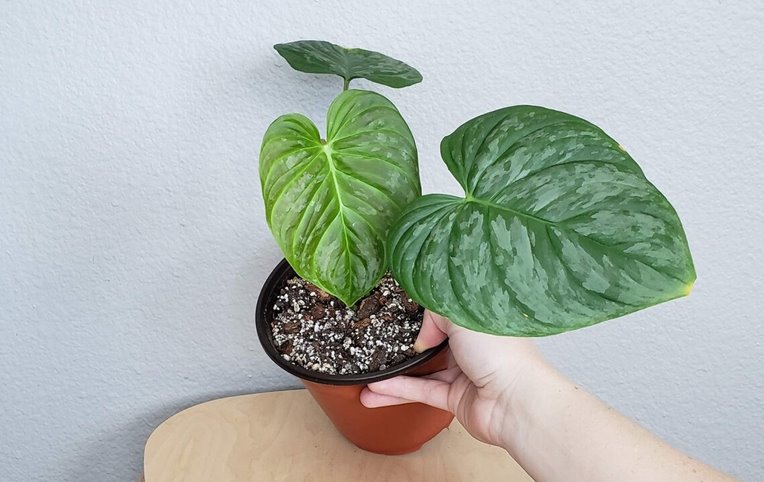 Philodendron Majestic Care for Sale ( Philodendron SODIROI X VERRUCOSUM)