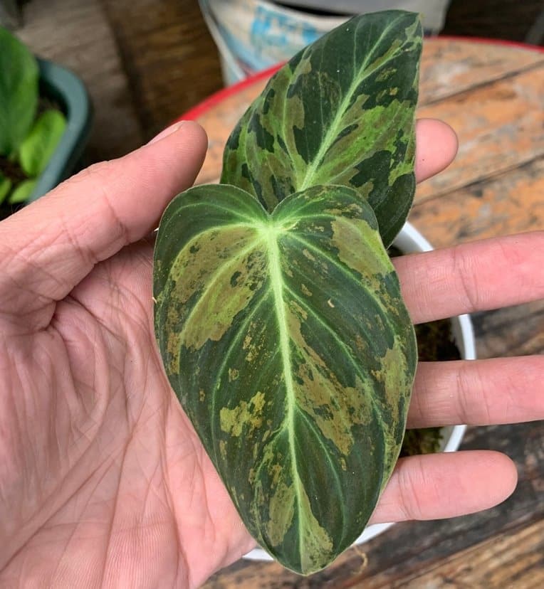 Philodendron Melanochrysum Variegated