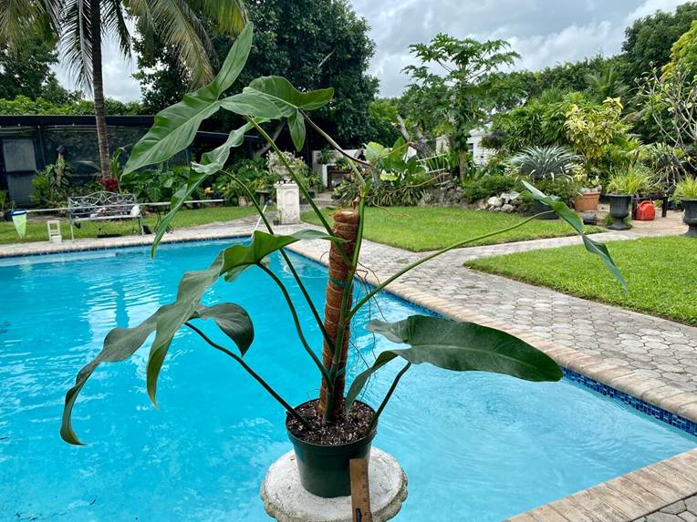 Philodendron Mexicanum with mature leaves