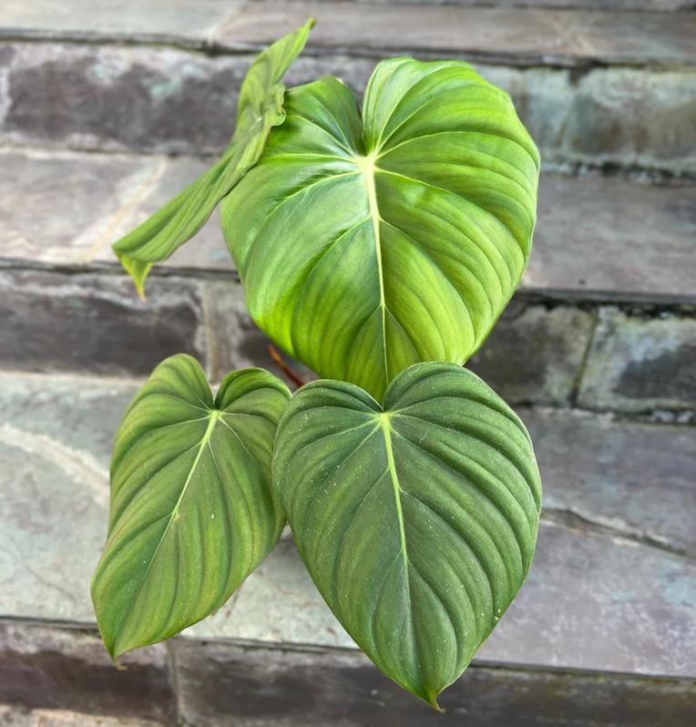 Philodendron Pastazanum