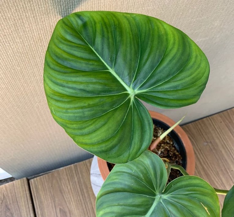 Philodendron Pastazanum