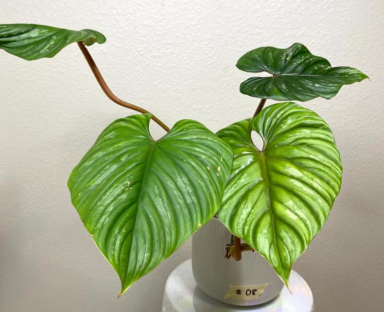 Philodendron Plowmanii