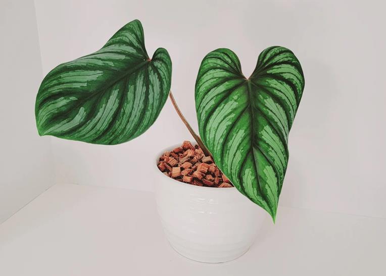 Philodendron Plowmanii Care and Where to Buy