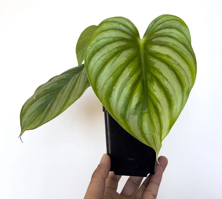 Philodendron Plowmanii 'Citrus'