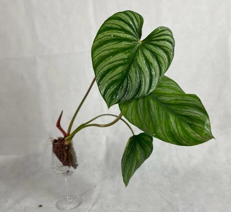 Philodendron Plowmanii Silver