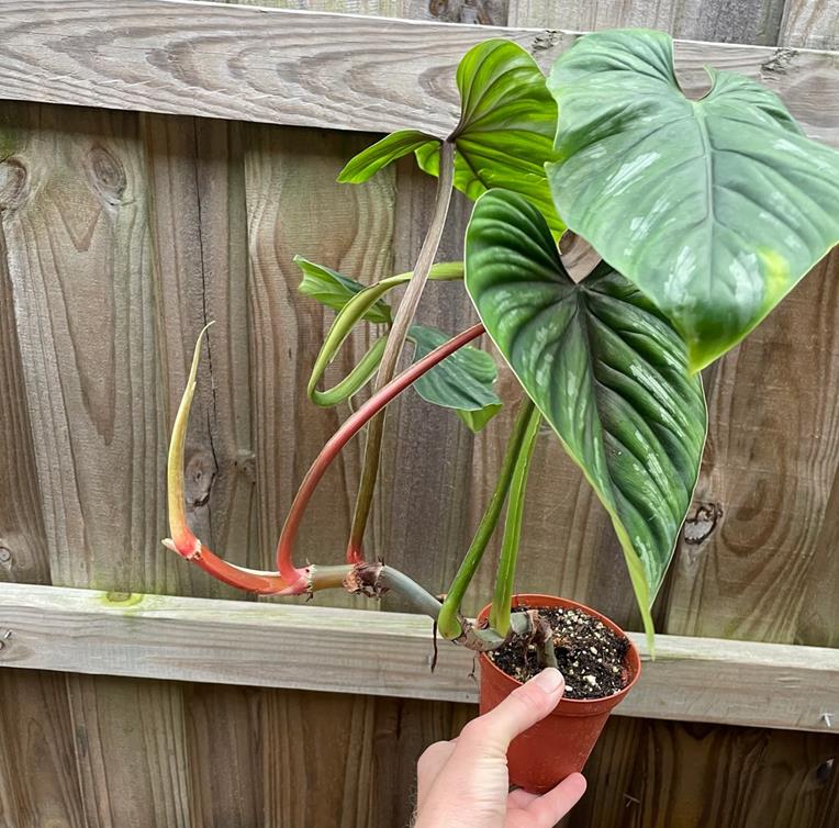 Philodendron Plowmanii Stem