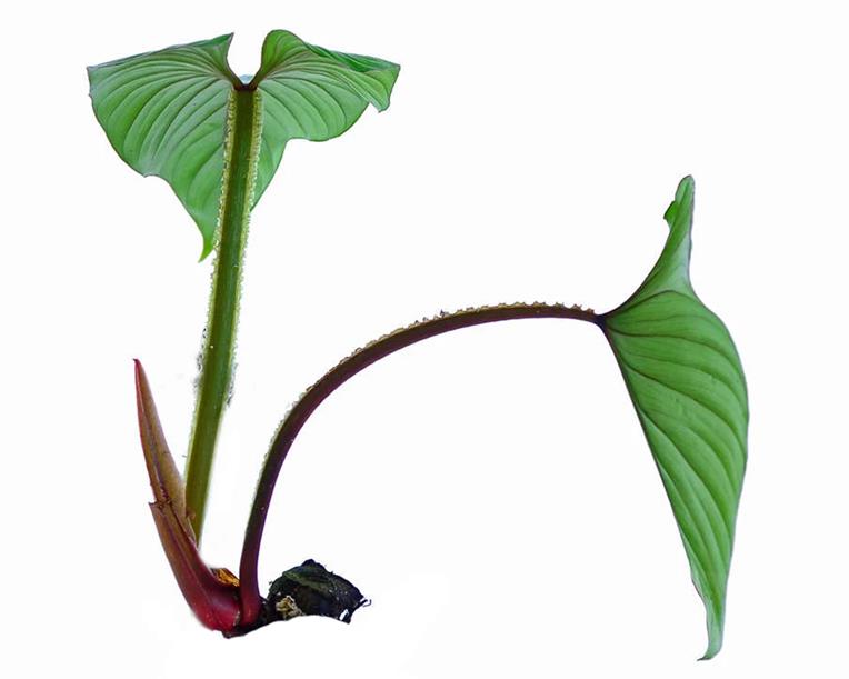 Philodendron Plowmanii petiole