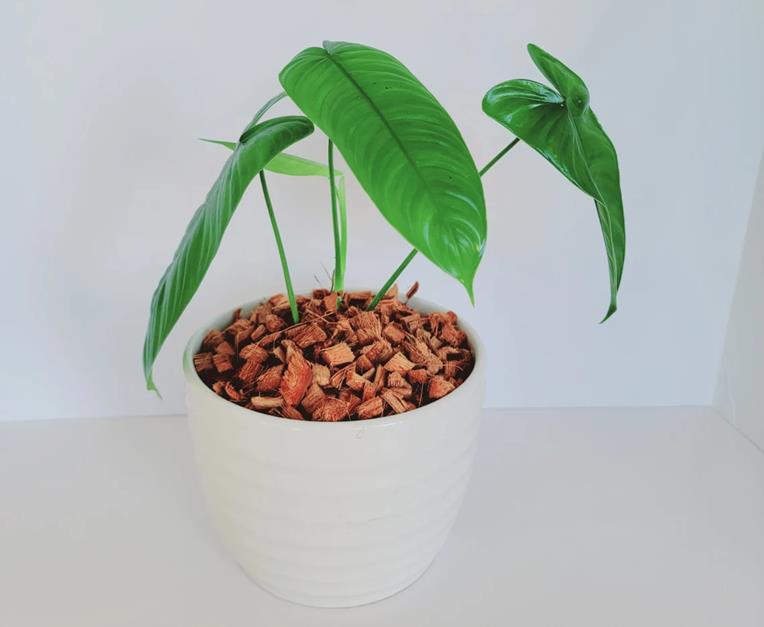 Philodendron Sharoniae Care (San Antonio and Mosquera), for sale
