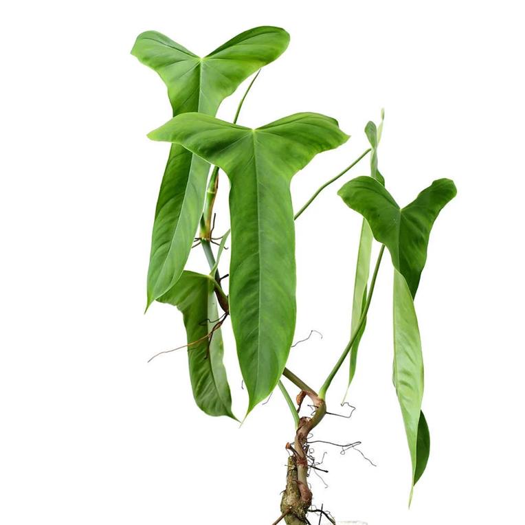 Philodendron Sharoniae San Antonio