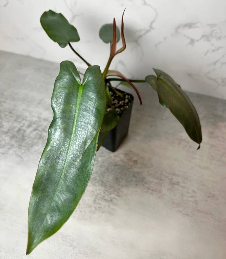 Philodendron atabapoense Care, vs. billietiae and for Sale