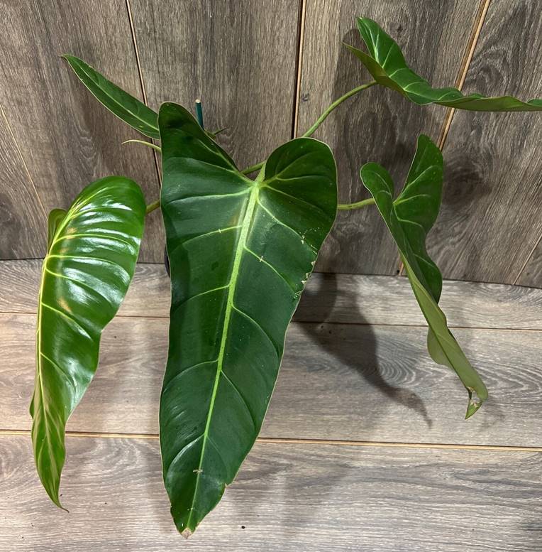 Philodendron bernardopazii Care and Propagation, for sale