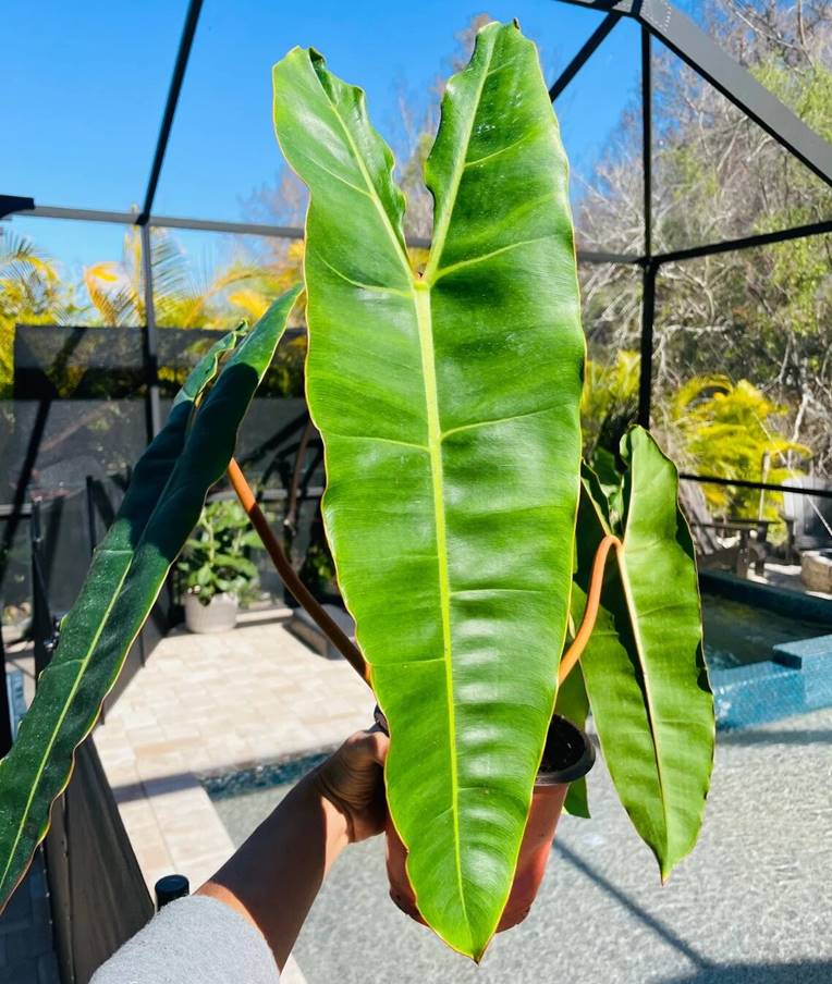 Philodendron billietiae Care, Variegated, Propagation and for Sale