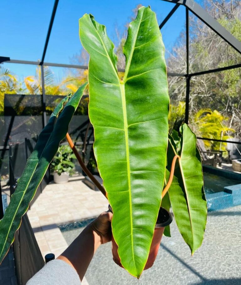 Philodendron billietiae Care, Variegated, Propagation, for Sale