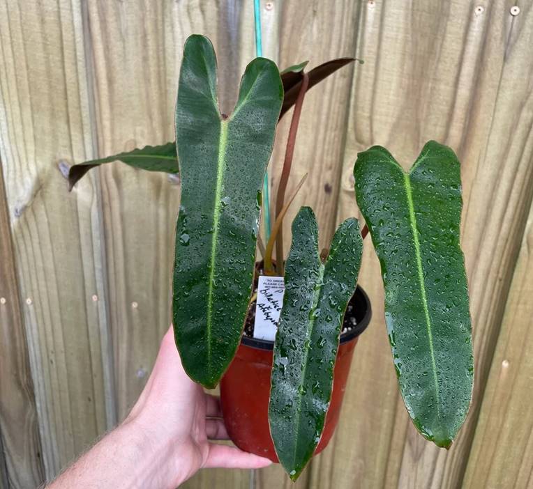 Philodendron billietiae x atabapoense