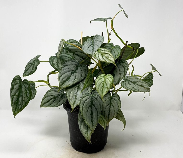 Philodendron brandtianum (Philodendron Brandi) Care, for Sale