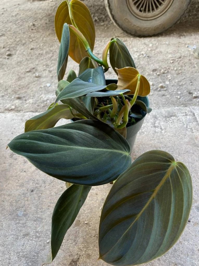Philodendron gigas Care, for Sale, vs. P. melanochrysum
