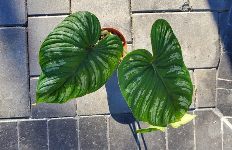 Philodendron mamei Care and Propagation