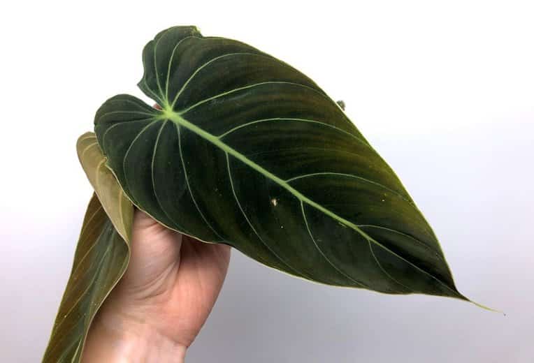 Philodendron melanochrysum (Black Gold Philodendron) Care and Propagation for sale