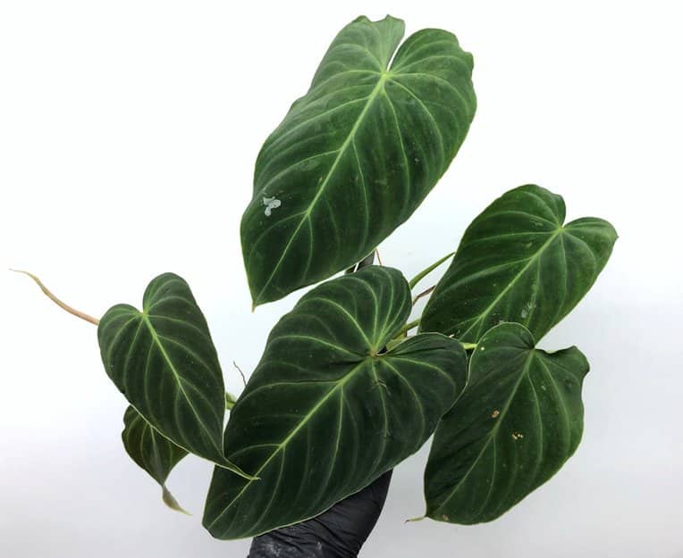 Philodendron melanochrysum x verrucosum - Philodendron splendit