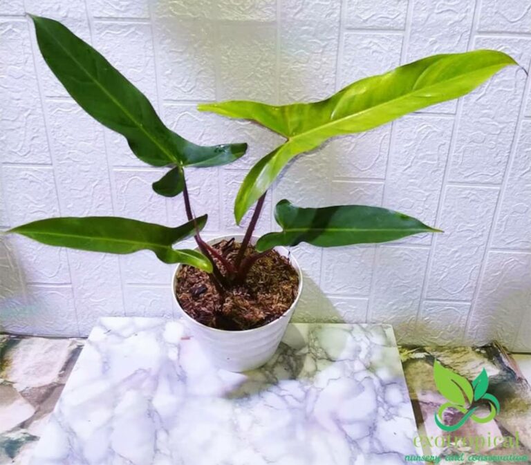 Philodendron mexicanum care, price for sale