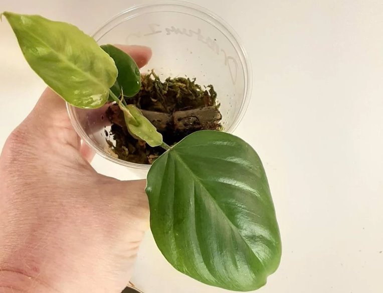 Philodendron ornatum care. propagation, for sale