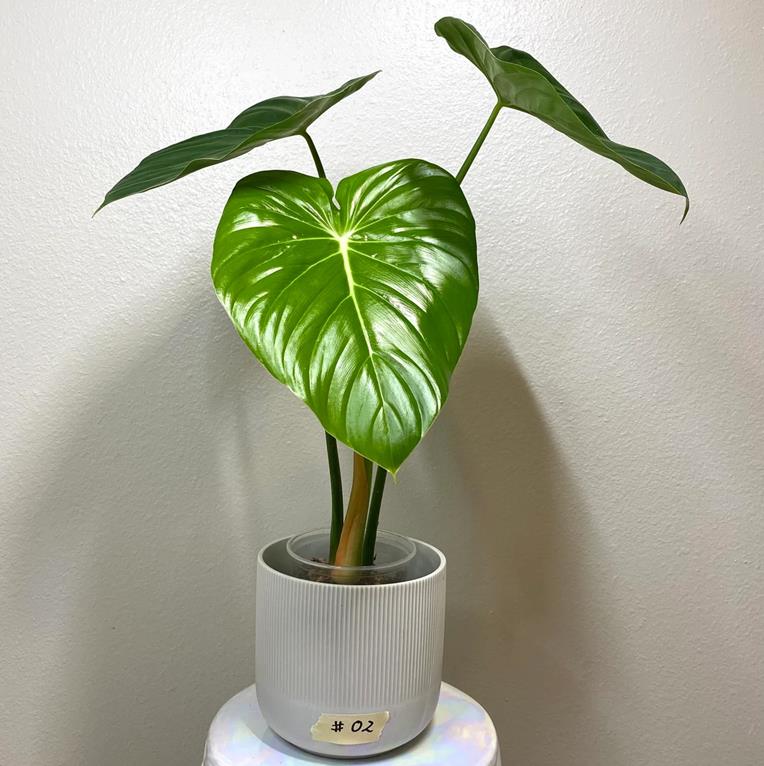 Philodendron pastazanum Care and Where to Buy + Silver