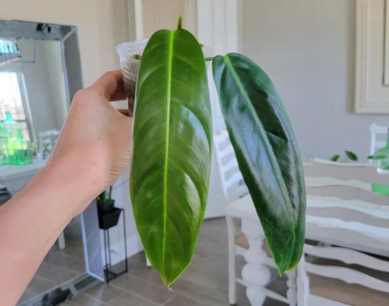 Philodendron patriciae care, Prices, Where to Buy