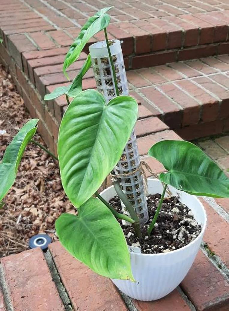 Philodendron tenue Care, vs. sharoniae, for Sale