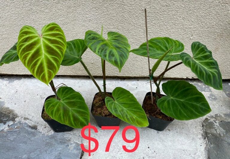 Philodendron verrucosum Care, Types, Propagation, and for Sale