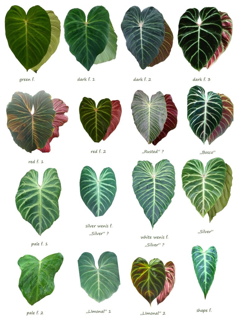 Philodendron verrucosum common types