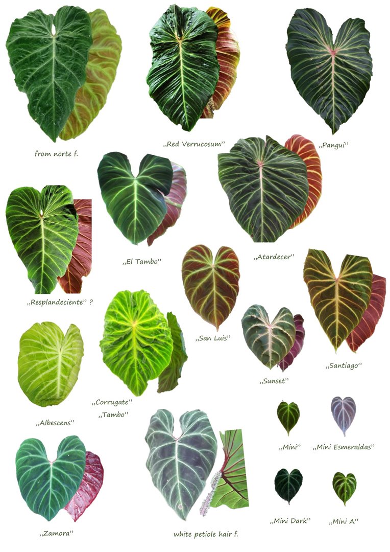Philodendron verrucosum types