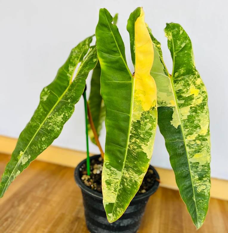 Rare Philodendron Billietiae Variegata Fully Rooted Plant