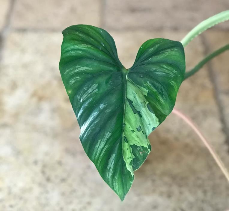 Sport Variegated Philodendron Plowmanii Plant