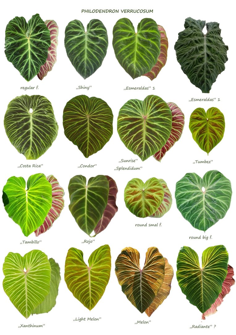 Types of Philodendron verrucosum
