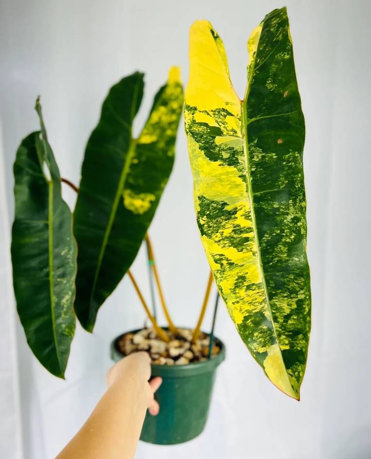 Variegated philodendron billietiae Billie Aurea