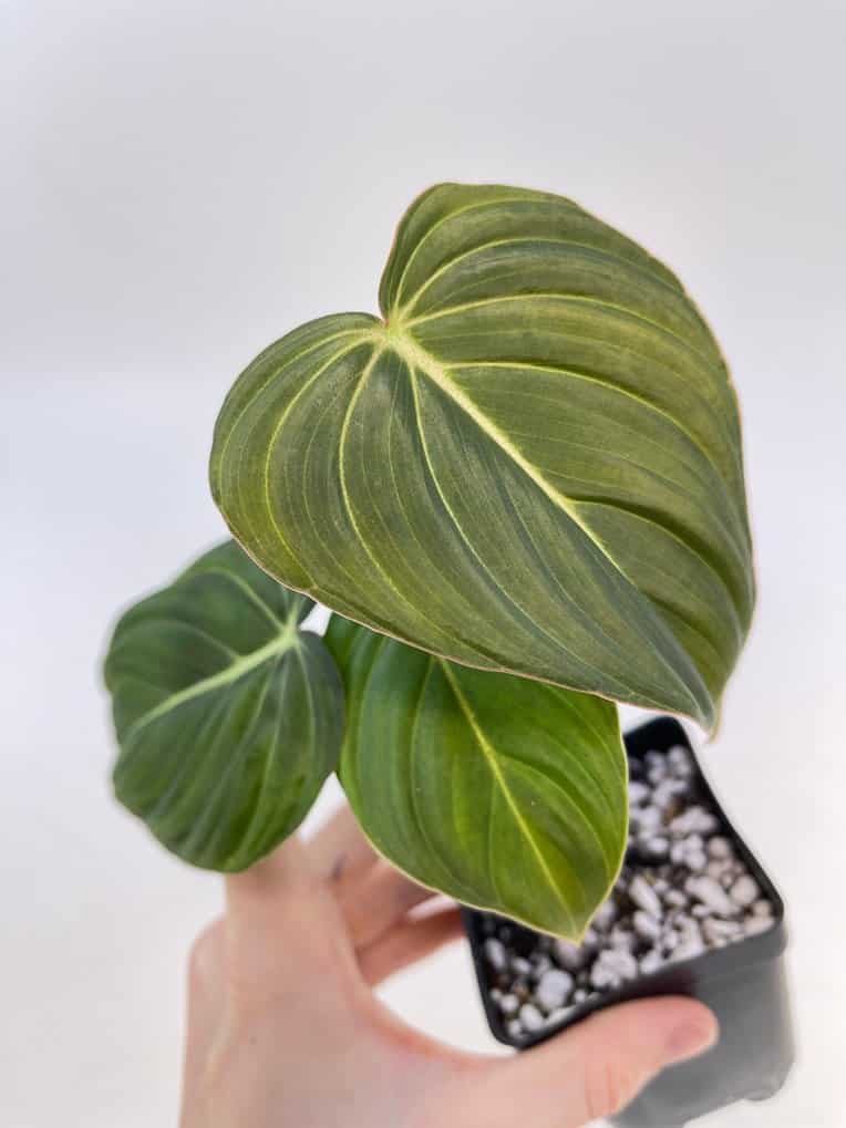 Philodendron Glorious (Philodendron melanochrysum x gloriosum)