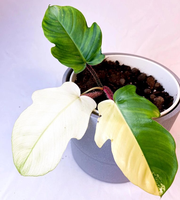 PHILODENDRON SQUAMIFERUM VARIEGATA