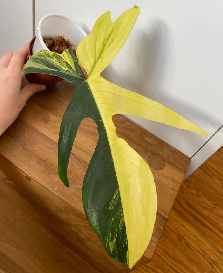 Philodendron Florida Beauty Half Moon Cuttings