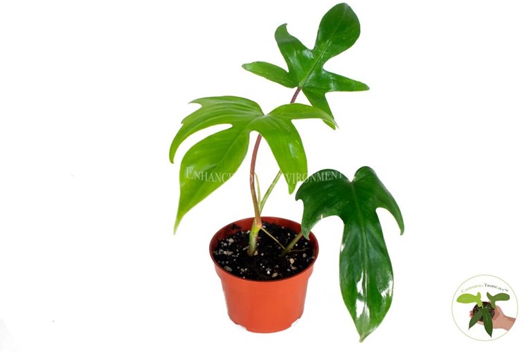 Philodendron Florida Beauty Red Stem