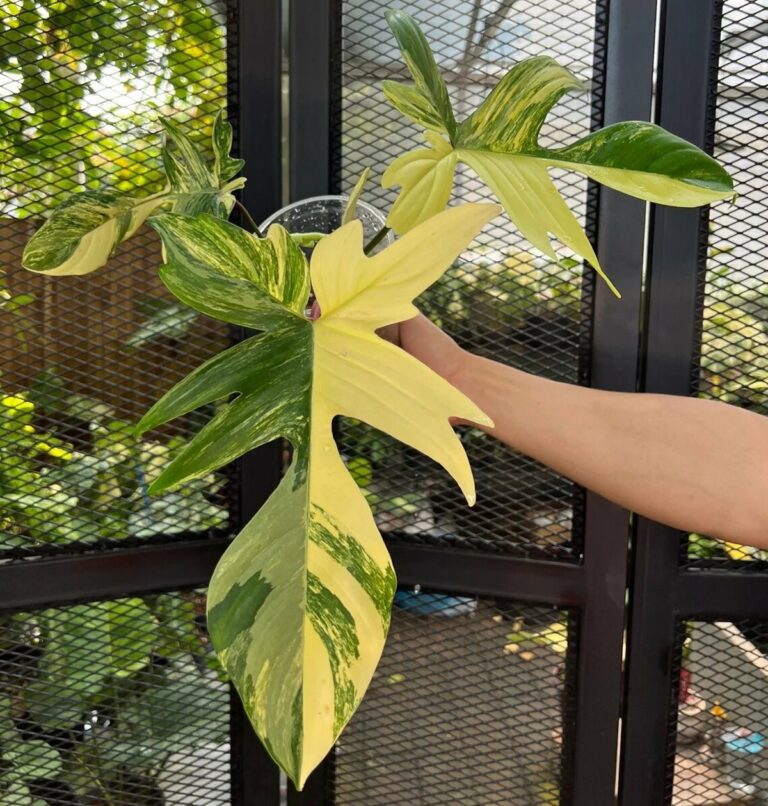 Philodendron Florida Beauty Variegata Care and Propagation