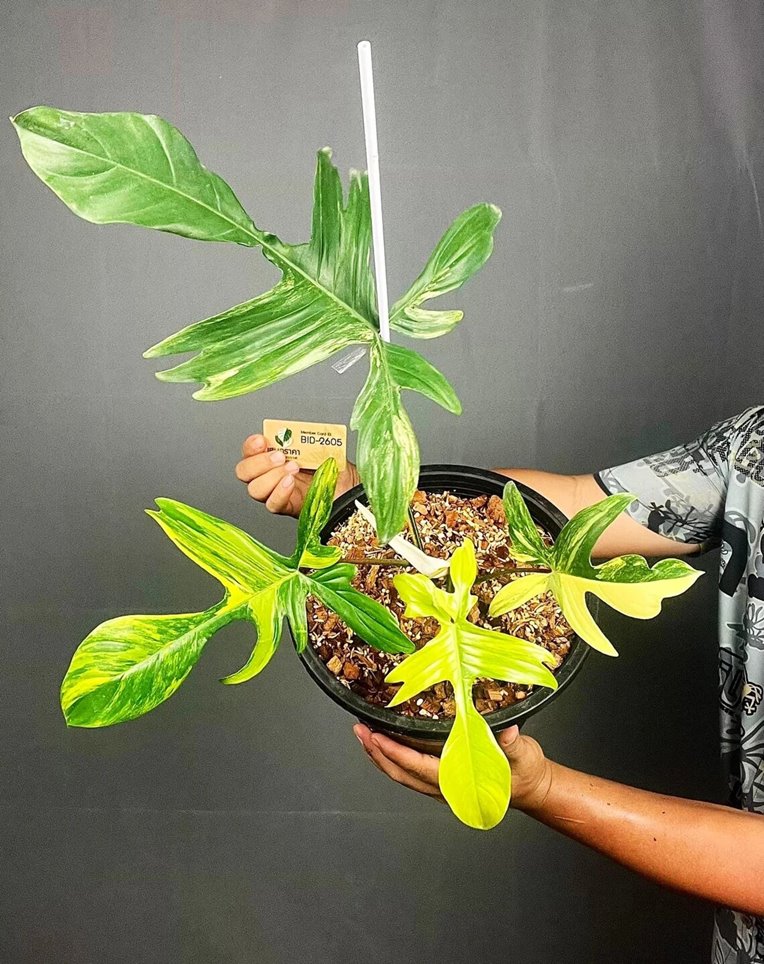 Philodendron Florida Beauty Variegated